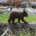 Popeyes Louisiana Kitchen